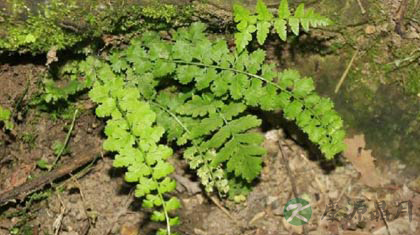 岩春草的功效与作用_岩春草的药用价值