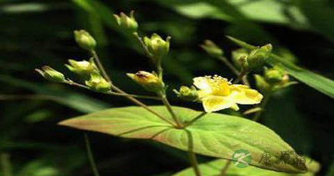 元宝草的药用价值_元宝草的副作用