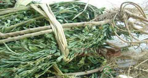 夜关门的药用价值_夜关门的副作用