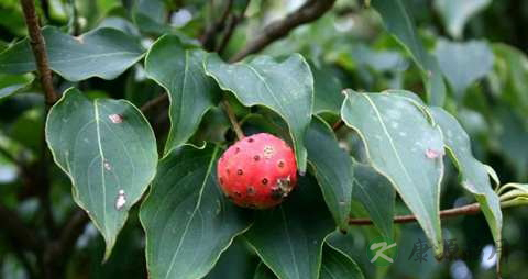 四照花的功效与作用