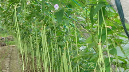 豇豆的功效与作用_豇豆的药用价值