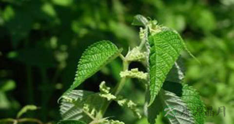 獐牙菜的药用价值_獐牙菜的副作用