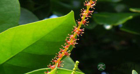 五月茶的药用价值_五月茶的副作用