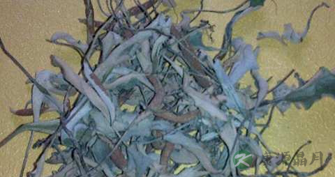 石韦的药用价值_石韦的副作用