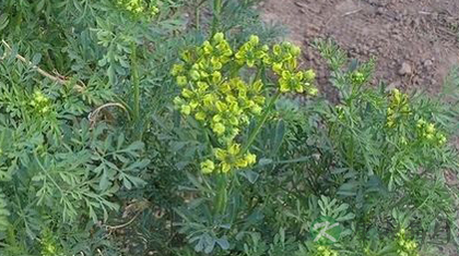 臭草的功效与作用_臭草的药用价值