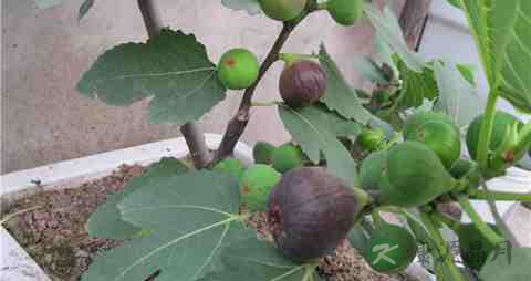 无花果根的功效与作用