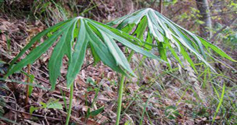 兔儿伞的药用价值_兔儿伞的副作用