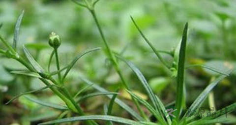 漆姑草的功效与作用