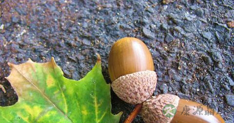 橡实的药用价值_橡实的副作用