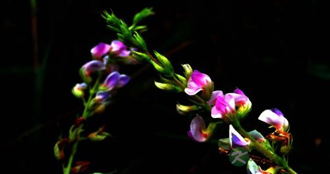 葫芦茶的药用价值_葫芦茶的副作用