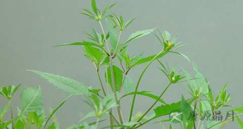 旱莲草的功效与作用