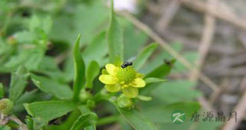 石龙芮的功效与作用