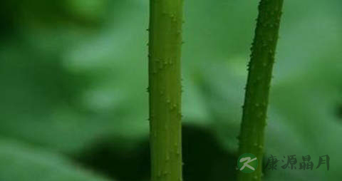 荷梗的功效与作用