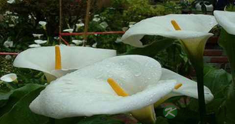 水芋的功效与作用