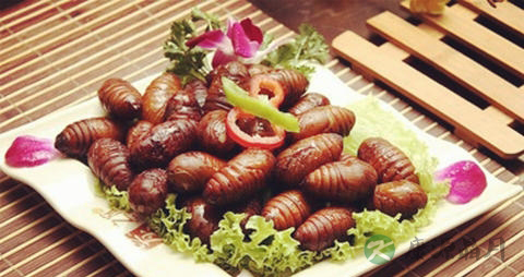 蚕蛹的营养价值