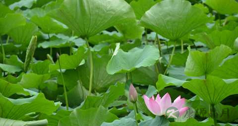 水芙蓉的药用价值_水芙蓉的副作用