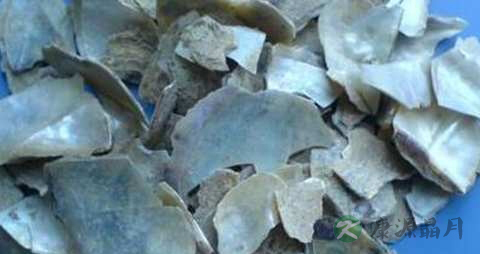 石决明的药用价值_石决明的副作用