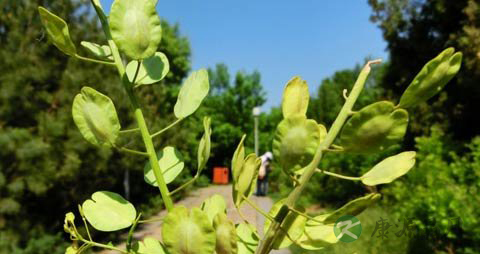 菥蓂的功效与作用_菥蓂的药用价值