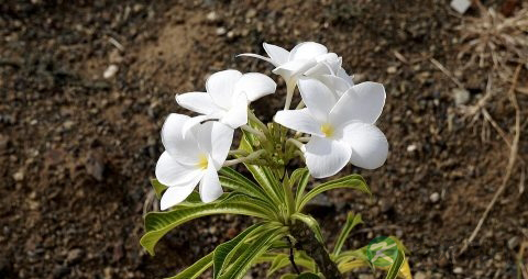 莲心泡茶如何泡