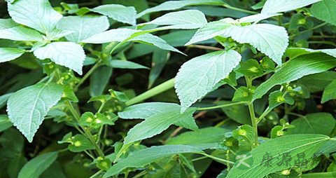 铁苋菜的药用价值_铁苋菜的副作用
