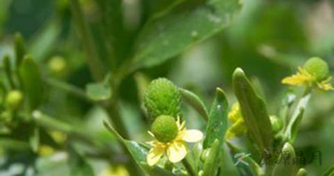 石龙芮的药用价值_石龙芮的副作用