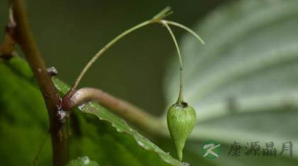 金刚大的功效与作用_金刚大的药用价值