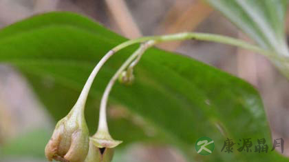 金刚大的功效与作用_金刚大的药用价值