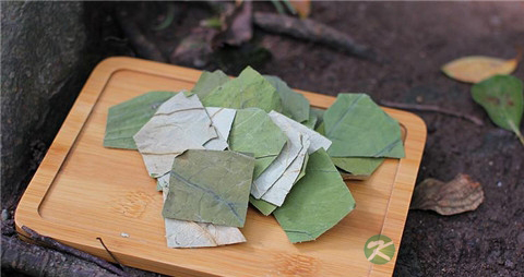 荷叶茶功效