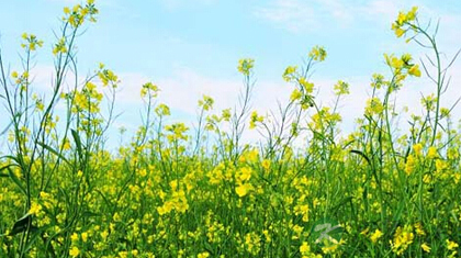 白芥子的功效与作用_白芥子的药用价值