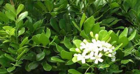 芸香草的功效与作用