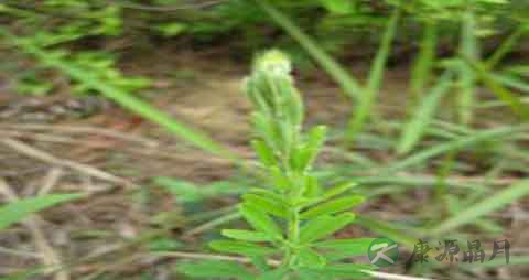 夜关门的药用价值_夜关门的副作用