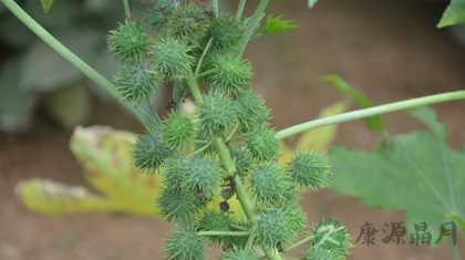 蓖麻子的功效与作用_蓖麻子的药用价值