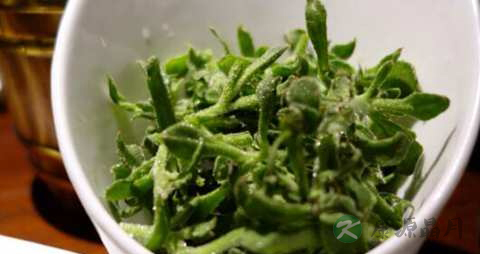 冰草的功效与作用