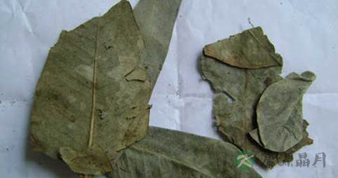 桉叶的功效与作用_桉叶的药用价值