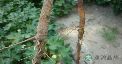 棉花根的药用价值_棉花根的副作用