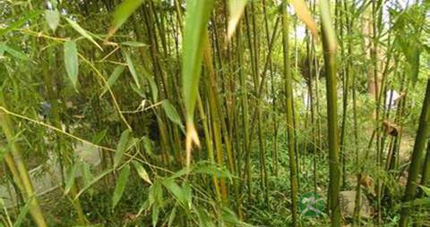 竹黄的药用价值_竹黄的副作用
