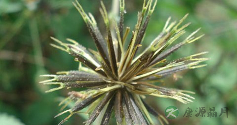 鬼针草的功效与作用