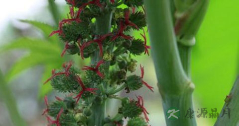 蓖麻的药用价值_蓖麻的副作用