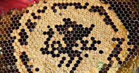 露蜂房的药用价值_露蜂房的副作用