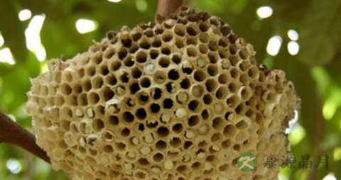 露蜂房的功效与作用
