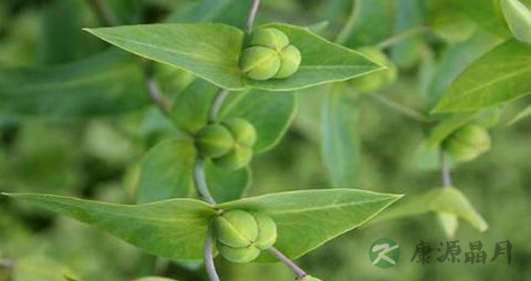 千金子的药用价值_千金子的副作用