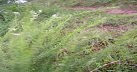 夜关门的药用价值_夜关门的副作用