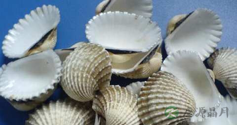 瓦楞子的药用价值_瓦楞子的副作用
