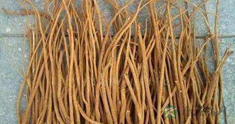 千斤拔的药用价值_千斤拔的副作用