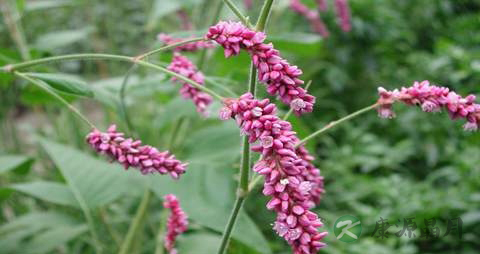 水红花子的药用价值_水红花子的副作用