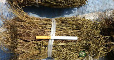 青鱼胆草的功效与作用