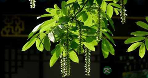 杨树花的功效与作用