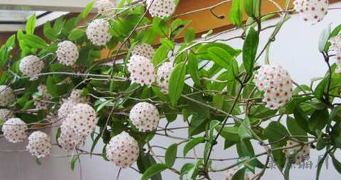 球兰的药用价值_球兰的副作用