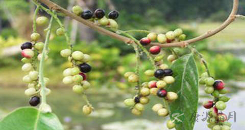 五月茶的药用价值_五月茶的副作用