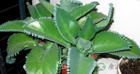 落地生根的功效与作用